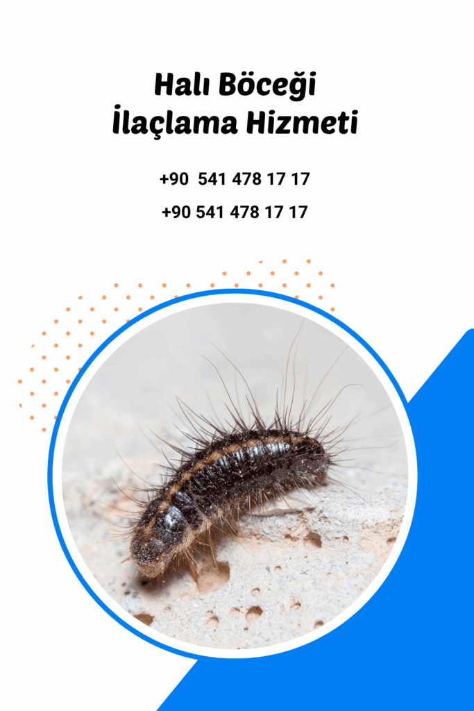 antalya halı böceği ilaçlama