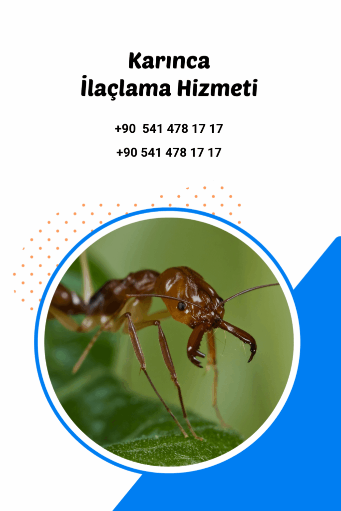 antalya karınca ilaçlama